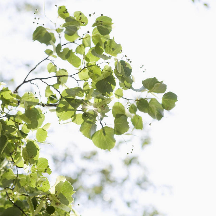 无人,方图,室外,特写,白天,仰视,美景,植物,叶子,美国,阴影,朦胧,梦幻,模糊,发光,光束,光线,影子,景观,绿叶,枝条,光亮,树,树木,树枝,绿色,阳光,自然,嫩叶,景色,生长,成长,北美,北美洲,未来,发亮,自然风光,美洲,憧憬,缅因州,北亚美利加洲,亚美利加洲,缅因,松林之州,虬枝,枝杈,叶,叶片,彩图,低角度拍摄