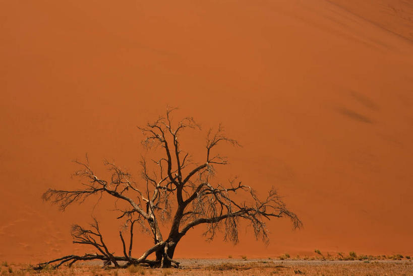 无人,竖图,室外,白天,正面,旅游,度假,美景,沙漠,植物,非洲,纳米比亚,枯萎,景观,枝条,娱乐,树,树木,树枝,绿色,自然,享受,休闲,景色,放松,生长,成长,死亡,自然风光,纳米比亚共和国,虬枝,枝杈,枯败,纳米布沙漠,纳米比沙漠,大漠,砂漠,彩图