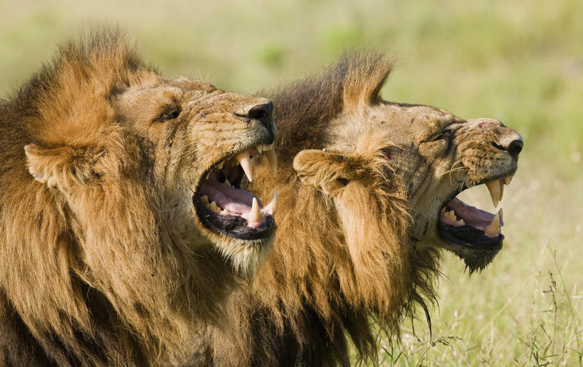 头,牙齿,无人,动物园,站,竖图,室外,特写,白天,侧面,旅游,度假,草地,草坪,美景,植物,哺乳动物,野生动物,狮子,非洲,南非,朦胧,模糊,锐利,景观,注视,娱乐,草,绿色,自然,动物,观察,看,站着,张嘴,两只,享受,休闲,景色,放松,观看,察看,锋利,尖锐,国家公园,关注,自然风光,尖利,凶猛,张大嘴巴,克鲁格国家公园,阿非利加洲,犀利,厉害,德兰士瓦省,南非共和国,残暴,凶残,头部,齿,牙,牙龈,张开嘴,站立,半身,彩图