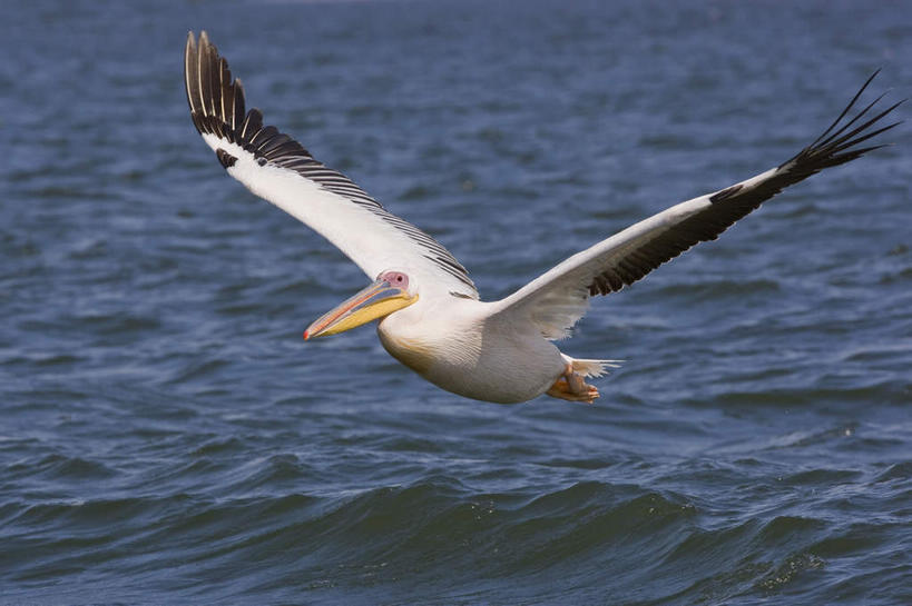 无人,竖图,室外,特写,白天,正面,旅游,度假,河流,美景,水,鸟,非洲,纳米比亚,飞翔,伸展,张开,展翅,波纹,朦胧,模糊,飞行,翅膀,鸟类,河水,景观,水流,涟漪,翱翔,注视,娱乐,飞,一只,水纹,自然,波浪,观察,看,享受,休闲,景色,放松,观看,波光粼粼,察看,关注,自然风光,鹈鹕,张开翅膀,塘鹅,水晕,白鹈鹕,纳米比亚共和国,展开翅膀,彩图,全身