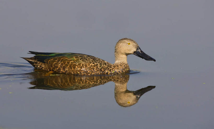 游泳,无人,竖图,室外,特写,白天,侧面,旅游,度假,河流,美景,水,鸟,非洲,纳米比亚,波纹,朦胧,模糊,鸟类,河水,景观,水流,涟漪,注视,娱乐,一只,水纹,自然,动物,波浪,观察,看,享受,休闲,景色,放松,观看,察看,关注,自然风光,水晕,泅水,宽嘴鸭,琵嘴鸭,纳米比亚共和国,拍浮,彩图,全身