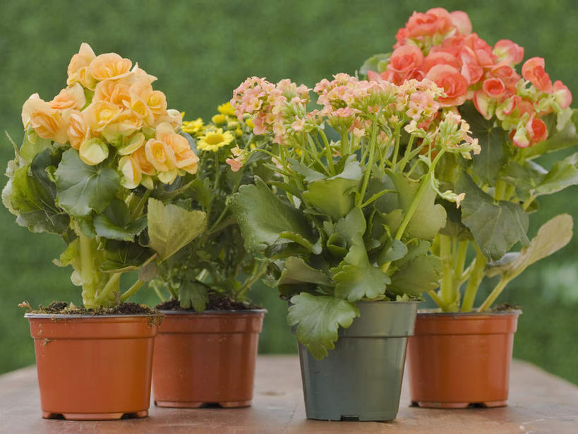 无人,横图,室外,特写,白天,正面,旅游,度假,幸福,美景,植物,桌面,桌子,月季花,花盆,美国,朦胧,模糊,盛开,木制,盆栽,景观,花蕾,娱乐,花,花瓣,花朵,鲜花,树,树木,绿色,自然,木制品,花苞,花蕊,享受,休闲,景色,放松,生长,成长,希望,北美,北美洲,自然风光,美洲,新泽西,北亚美利加洲,亚美利加洲,新泽西州,新州,花园之州,花园州,美艳,光荣,月月红,月季,长春花,彩图