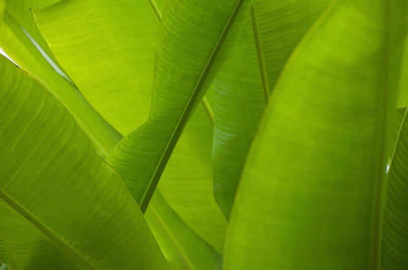 无人,横图,室外,特写,白天,正面,旅游,度假,美景,叶子,英国,欧洲,新鲜,景观,绿叶,娱乐,绿色,自然,享受,休闲,嫩叶,景色,大西洋,放松,青春,生命,西欧,自然风光,和平,安详,大不列颠,大不列颠及北爱尔兰联合王国,百慕大,百慕大群岛,大不列颠联合王国,日不落英帝国,冷色,海外领地,英国海外领地,百慕达,叶,叶片,彩图