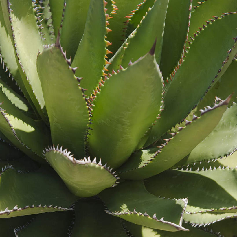 无人,方图,俯视,室外,特写,白天,美景,龙舌兰,美国,阴影,光线,影子,景观,阳光,自然,刺,景色,希望,亚利桑那,北美,北美洲,国家公园,自然风光,美洲,亚利桑那州,大峡谷之州,北亚美利加洲,亚美利加洲,萨瓜罗国家公园,番麻,彩图,高角度拍摄,付出,龙舌掌