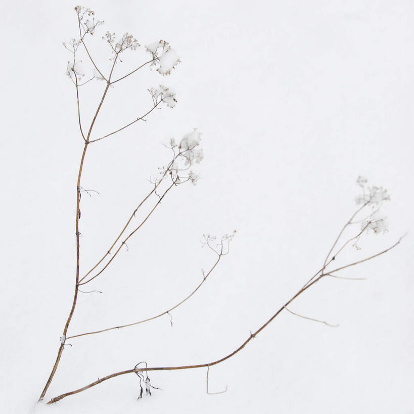 无人,方图,室外,白天,正面,旅游,度假,美景,雪,植物,大雪,美国,朦胧,模糊,积雪,景观,雪景,冬季,冬天,枝条,娱乐,树,树木,树枝,绿色,自然,享受,休闲,景色,放松,寒冷,生长,成长,北美,北美洲,自然风光,美洲,北亚美利加洲,亚美利加洲,康涅狄格,康涅狄格州,宪法之州,豆蔻之州,严寒,虬枝,枝杈,彩图