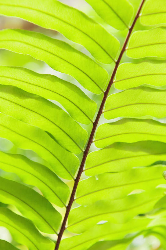 无人,竖图,室外,特写,白天,正面,旅游,度假,美景,植物,棕榈树,叶子,加勒比海,阴影,朦胧,模糊,光线,影子,景观,绿叶,娱乐,树,树木,绿色,阳光,自然,享受,休闲,嫩叶,景色,南美,放松,生长,成长,南美洲,拉丁美洲,自然风光,美洲,棕榈叶,维京群岛,亚美利加洲,南亚美利加洲,处女群岛,美属处女群岛,美属维尔京群岛,维尔京群岛,美属维京群岛,圣汤姆斯,叶,叶片,彩图