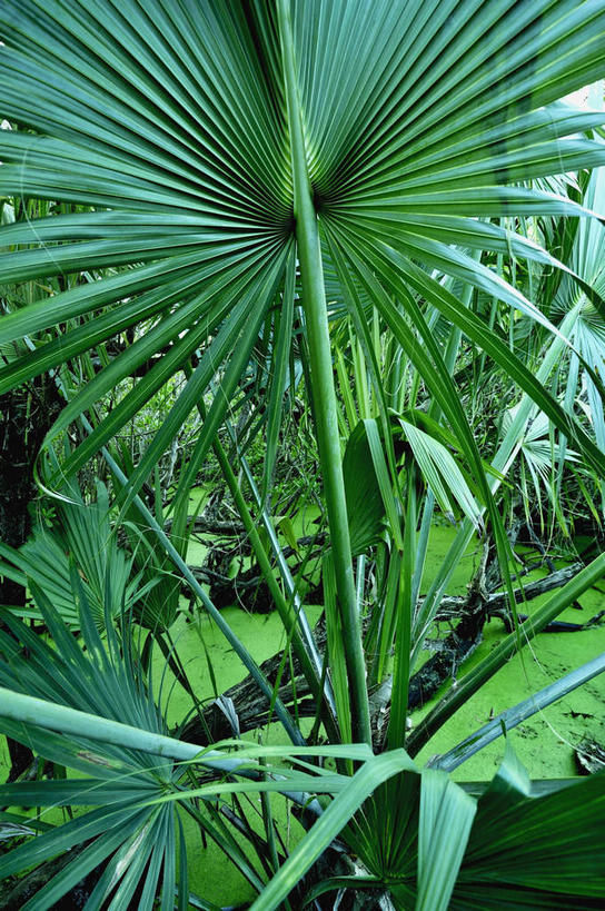 无人,竖图,室外,特写,白天,正面,旅游,度假,美景,植物,棕榈树,叶子,加勒比海,新鲜,景观,绿叶,娱乐,树,树木,绿色,自然,享受,休闲,嫩叶,景色,南美,放松,生长,成长,青春,南美洲,生命,拉丁美洲,自然风光,美洲,和平,安详,棕榈叶,维京群岛,亚美利加洲,南亚美利加洲,冷色,处女群岛,美属处女群岛,美属维尔京群岛,维尔京群岛,美属维京群岛,圣汤姆斯,叶,叶片,彩图