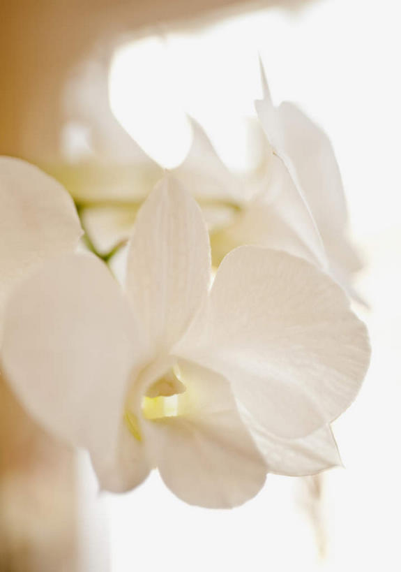 无人,竖图,室外,特写,白天,正面,旅游,度假,美景,加勒比海,朦胧,模糊,盛开,景观,花蕾,娱乐,花,花瓣,花朵,鲜花,白色,自然,花苞,花蕊,享受,休闲,景色,南美,放松,南美洲,高雅,拉丁美洲,自然风光,美洲,维京群岛,亚美利加洲,南亚美利加洲,淡泊,花中君子,处女群岛,美属处女群岛,美属维尔京群岛,维尔京群岛,热带兰,洋兰,美属维京群岛,圣汤姆斯,兰花,彩图