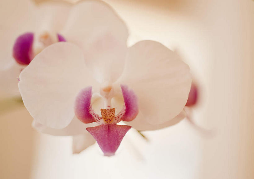 无人,横图,室外,特写,白天,正面,旅游,度假,美景,加勒比海,朦胧,模糊,盛开,景观,花蕾,娱乐,花,花瓣,花朵,鲜花,紫色,自然,花苞,花蕊,享受,休闲,景色,南美,放松,南美洲,高雅,拉丁美洲,自然风光,美洲,维京群岛,亚美利加洲,南亚美利加洲,淡泊,花中君子,处女群岛,美属处女群岛,美属维尔京群岛,维尔京群岛,热带兰,洋兰,美属维京群岛,圣汤姆斯,兰花,彩图