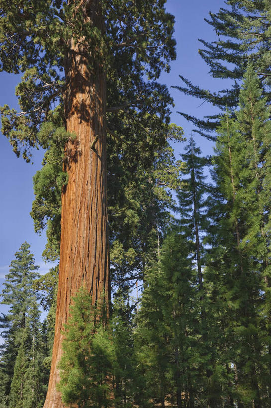 无人,公园,竖图,室外,白天,仰视,旅游,度假,美景,树林,植物,美国,阴影,光线,影子,景观,树桩,娱乐,树,树干,树木,蓝色,绿色,蓝天,天空,阳光,自然,天,享受,休闲,木桩,景色,放松,生长,晴朗,成长,北美,北美洲,国家公园,加利福尼亚,自然风光,美洲,加州,加利福尼亚州,万里无云,金州,黄金州,北亚美利加洲,亚美利加洲,红杉国家公园,红杉树国家公园,晴空,晴空万里,彩图,低角度拍摄