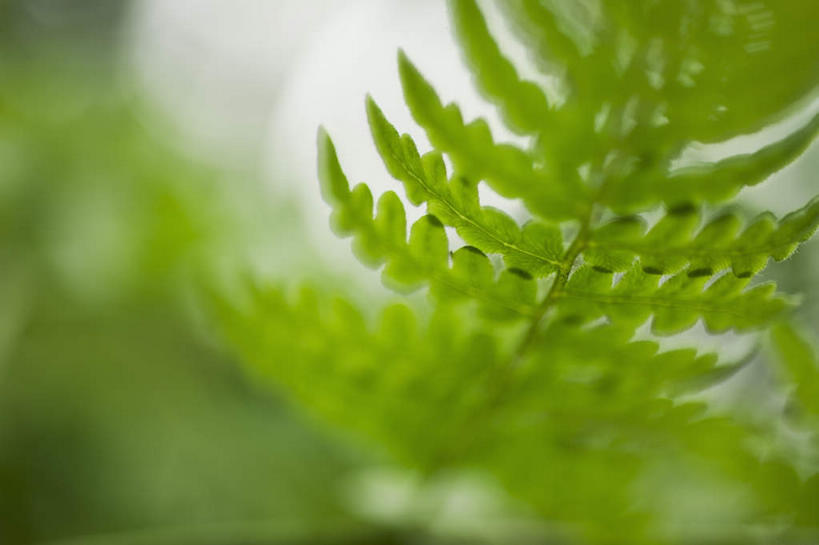 无人,公园,横图,室外,特写,白天,正面,旅游,度假,美景,植物,叶子,美国,阴影,朦胧,模糊,光线,影子,景观,绿叶,娱乐,绿色,阳光,自然,享受,休闲,嫩叶,景色,放松,生长,成长,北美,北美洲,国家公园,加利福尼亚,自然风光,美洲,加州,加利福尼亚州,金州,黄金州,北亚美利加洲,亚美利加洲,红杉国家公园,红杉树国家公园,叶,叶片,彩图