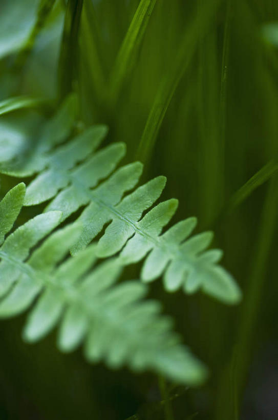 无人,公园,竖图,室外,特写,白天,正面,旅游,度假,美景,植物,叶子,美国,阴影,朦胧,模糊,光线,影子,景观,绿叶,娱乐,绿色,阳光,自然,享受,休闲,嫩叶,景色,放松,生长,成长,北美,北美洲,国家公园,加利福尼亚,自然风光,美洲,加州,加利福尼亚州,金州,黄金州,北亚美利加洲,亚美利加洲,红杉国家公园,红杉树国家公园,叶,叶片,彩图