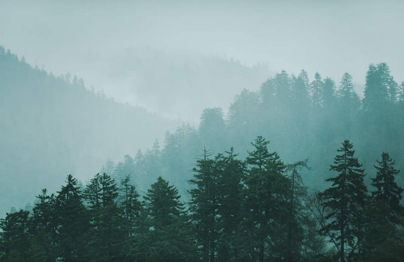 无人,横图,室外,白天,正面,旅游,度假,美景,森林,山,山脉,树林,植物,雾,美国,朦胧,模糊,景观,山峰,山峦,娱乐,树,树木,绿色,自然,群山,享受,休闲,景色,放松,生长,成长,连绵,迷雾,北美,北美洲,绵延,自然风光,美洲,田纳西州,北亚美利加洲,亚美利加洲,田纳西,志愿之州,联贯,大雾,彩图