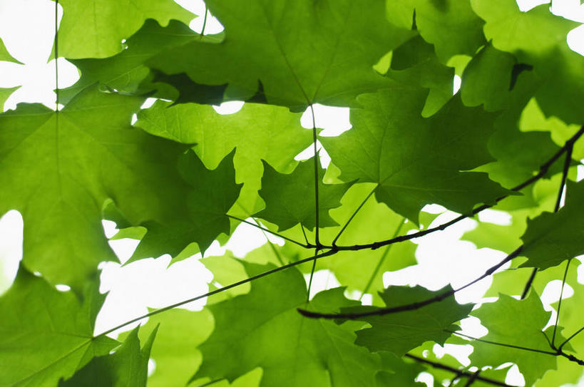 无人,横图,室外,特写,白天,正面,美景,植物,枫树,叶子,阴影,新鲜,光线,纹理,影子,景观,绿叶,绿色,阳光,自然,嫩叶,景色,青春,生命,自然风光,和平,安详,肌理,槭树,糖枫,糖槭,糖槭树,冷色,叶,叶片,叶脉,彩图