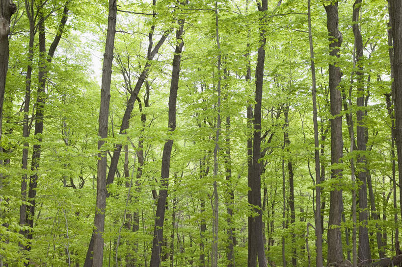 无人,横图,室外,白天,仰视,旅游,度假,美景,森林,树林,植物,美国,景观,娱乐,树,树木,绿色,自然,享受,休闲,景色,放松,生长,成长,北美,北美洲,自然风光,美洲,新泽西,北亚美利加洲,亚美利加洲,新泽西州,新州,花园之州,花园州,彩图,低角度拍摄