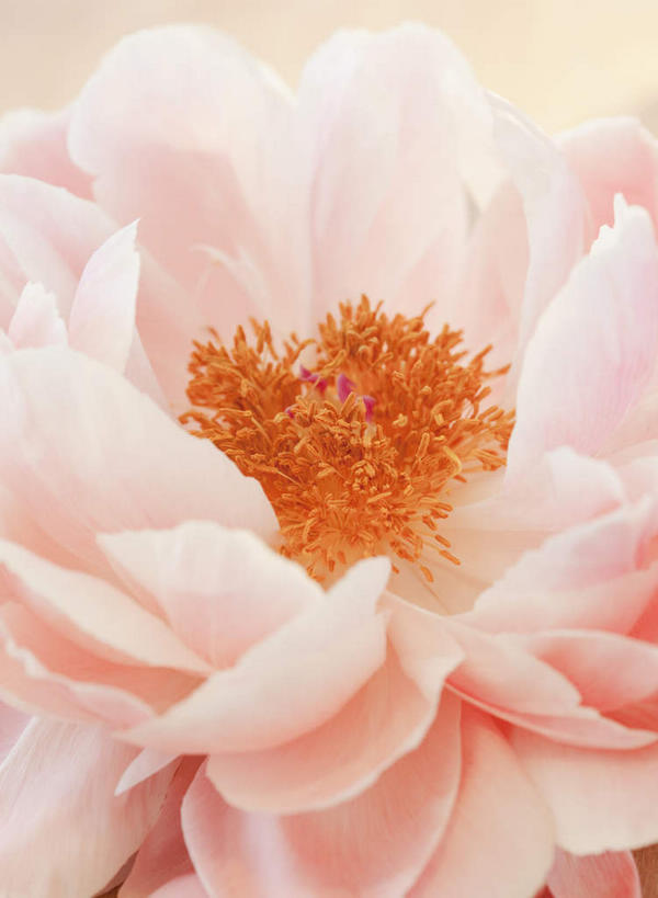 无人,竖图,室内,特写,白天,正面,山茶花,盛开,花蕾,花,花瓣,花朵,鲜花,一朵,粉色,花苞,花蕊,玉茗花,耐冬,海石榴,茶花,彩图