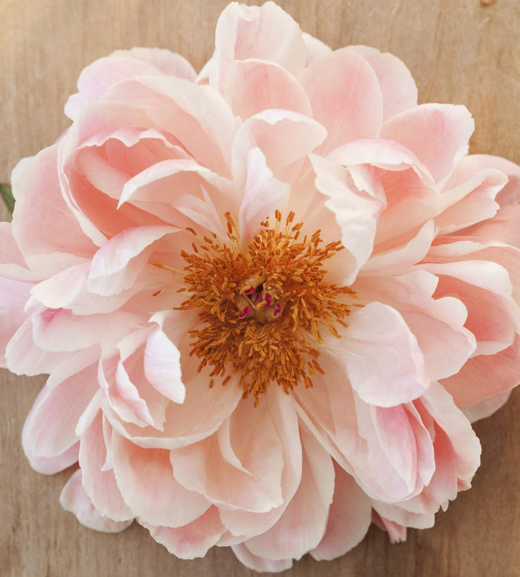 无人,竖图,室内,特写,白天,正面,山茶花,盛开,花蕾,花,花瓣,花朵,鲜花,一朵,粉色,花苞,花蕊,玉茗花,耐冬,海石榴,茶花,彩图