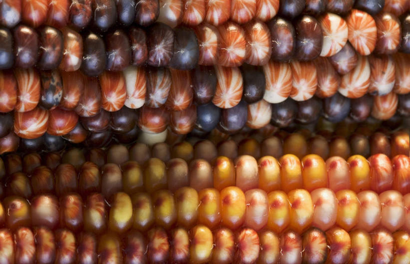 无人,横图,室内,特写,白天,正面,玉米,蔬菜,新鲜,棒子,玉蜀黍,食品,食物,有机食品,绿色食品,苞米,苞芦,苞谷,包谷,大蜀黍,番麦,薏米包,玉高粱,玉麦,珍珠米,彩图