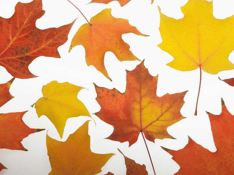 无人,横图,俯视,室内,特写,白天,白色背景,静物,叶子,许多,覆盖,纹路,纹理,枫叶,枯叶,落叶,很多,黄色,红色,摄影,影棚,枫树叶,遮盖,肌理,笼罩,笼盖,叶,叶片,彩图,高角度拍摄,影棚拍摄,拍摄