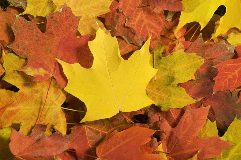 无人,横图,俯视,室外,特写,白天,静物,叶子,一堆,许多,覆盖,堆叠,堆积,纹路,纹理,枫叶,枯叶,落叶,很多,黄色,红色,枫树叶,堆,遮盖,肌理,笼罩,笼盖,叶,叶片,彩图,高角度拍摄