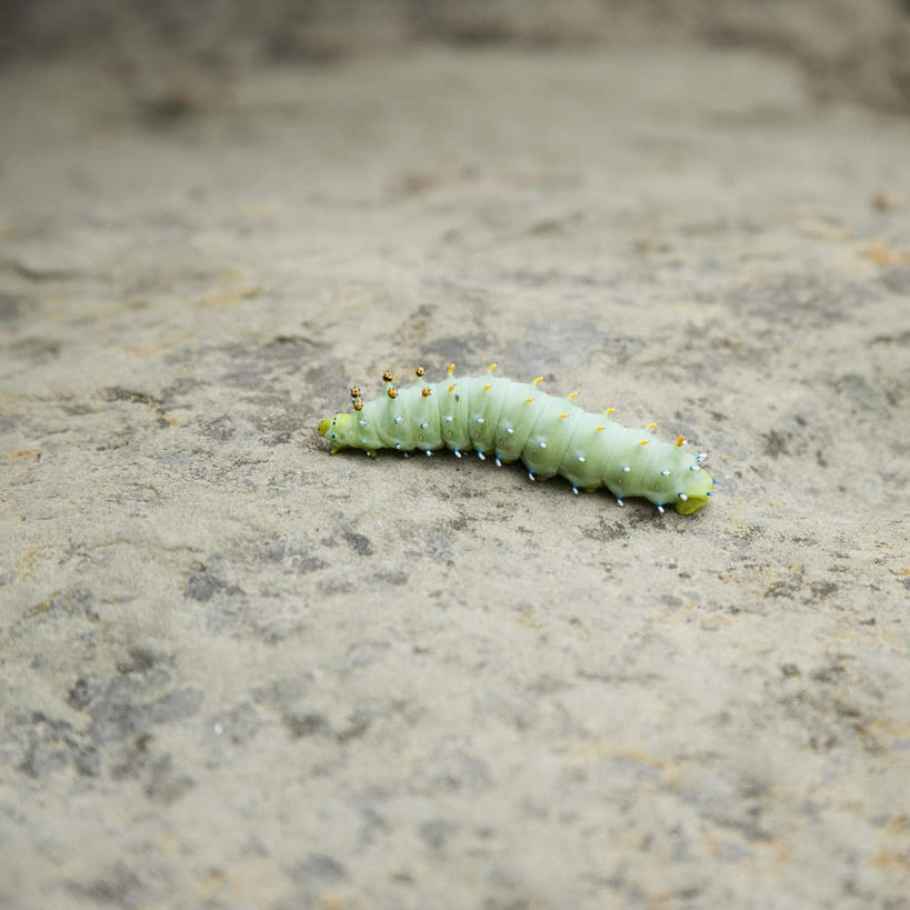 无人,方图,俯视,室外,特写,白天,美景,昆虫,景观,泥土,土壤,地面,一只,绿色,自然,动物,爬,景色,毛毛虫,自然风光,害虫,毛虫,彩图,高角度拍摄,全身