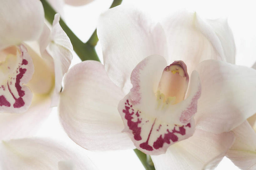 无人,横图,俯视,室内,特写,白天,白色背景,盛开,花蕾,花,花瓣,花朵,鲜花,紫色,白色,花苞,花蕊,摄影,影棚,高雅,淡泊,花中君子,兰花,彩图,高角度拍摄,影棚拍摄,拍摄