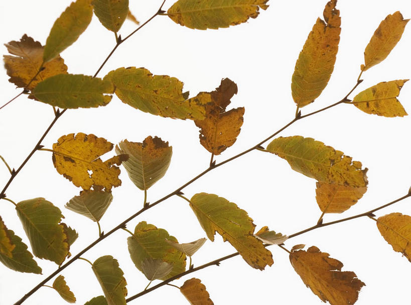 无人,横图,室内,白天,白色背景,正面,叶子,许多,黄叶,很多,嫩叶,摄影,影棚,叶,叶片,彩图,影棚拍摄,拍摄