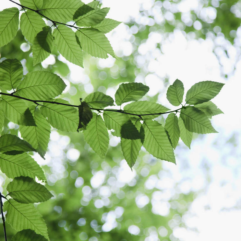 无人,方图,室外,特写,白天,仰视,美景,植物,叶子,阴影,朦胧,模糊,光线,影子,景观,绿叶,树,树木,绿色,阳光,自然,嫩叶,景色,茂盛,生长,成长,繁茂,自然风光,兴旺,昌盛,昌隆,畅旺,发达,蕃芜,繁盛,富强,隆盛,蓬勃,旺盛,兴隆,兴盛,郁勃,叶,叶片,彩图,低角度拍摄