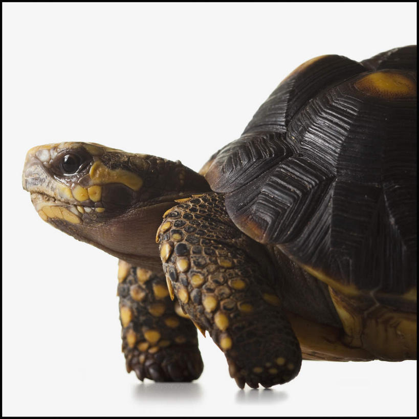 无人,方图,室内,特写,白天,白色背景,侧面,龟,爬行动物,注视,象龟,一只,动物,观察,看,趴着,健康,摄影,影棚,观看,察看,关注,坚定,星龟,长寿,趴,半身,彩图,影棚拍摄,拍摄,土陆龟,缅甸星龟