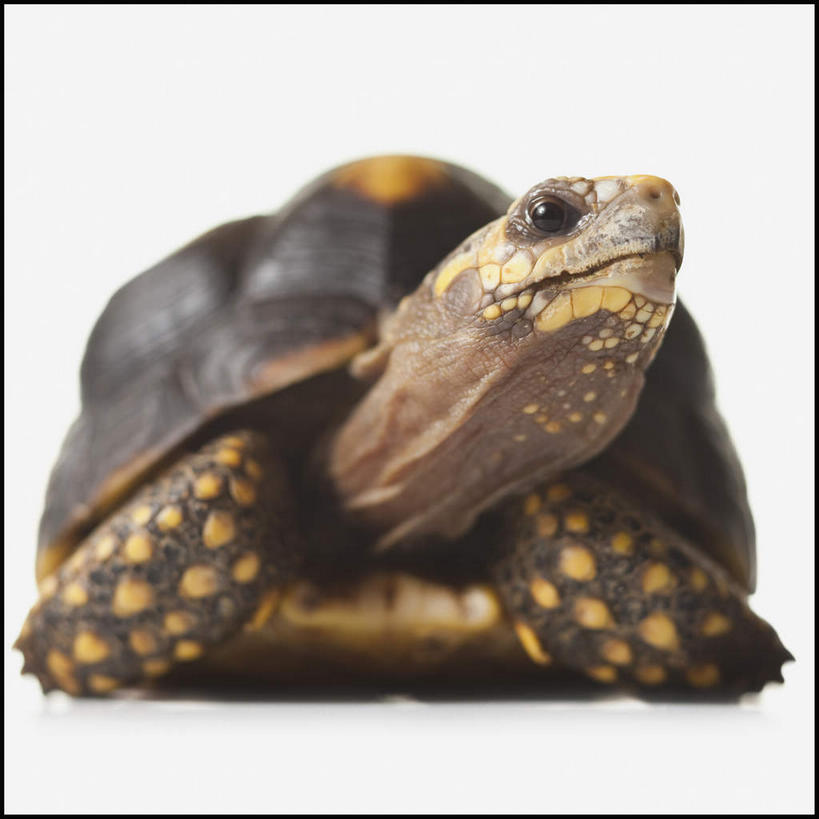 无人,方图,室内,特写,白天,白色背景,正面,龟,爬行动物,注视,象龟,一只,动物,观察,看,趴着,健康,摄影,影棚,观看,察看,关注,坚定,星龟,长寿,趴,彩图,全身,影棚拍摄,拍摄,土陆龟,缅甸星龟