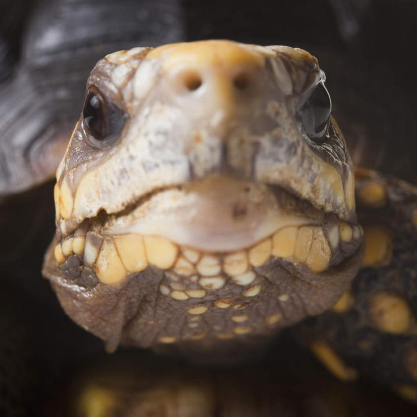 无人,方图,室内,特写,白天,正面,龟,爬行动物,注视,象龟,一只,动物,观察,看,趴着,健康,摄影,影棚,观看,察看,关注,坚定,星龟,长寿,趴,半身,彩图,影棚拍摄,拍摄,土陆龟,缅甸星龟