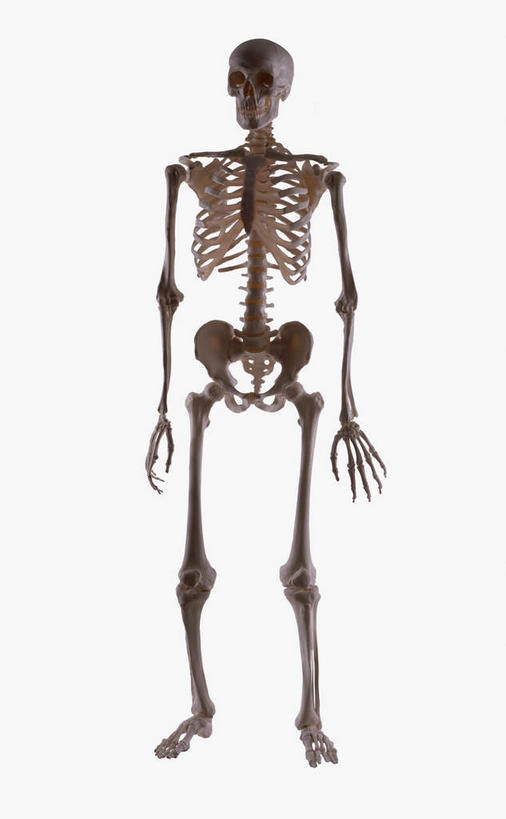 颅骨,骨骼,无人,站,竖图,室内,特写,白天,白色背景,正面,阴影,反射,影子,骨头,站着,摄影,影棚,骨架,鼻骨,顶骨,额骨,颈椎,颞骨,下颌骨,颧骨,头盖骨,站立,彩图,影棚拍摄,拍摄