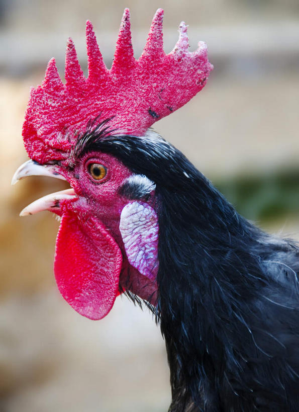 头,无人,竖图,室外,特写,白天,侧面,美景,鸡,纽约,美国,朦胧,模糊,景观,鸡冠,注视,家禽,一只,红色,自然,动物,观察,看,景色,牲畜,观看,察看,北美洲,关注,自然风光,美洲,纽约州,帝国之州,帝国州,北亚美利加洲,亚美利加洲,皇后郡,皇后区,头部,半身,彩图