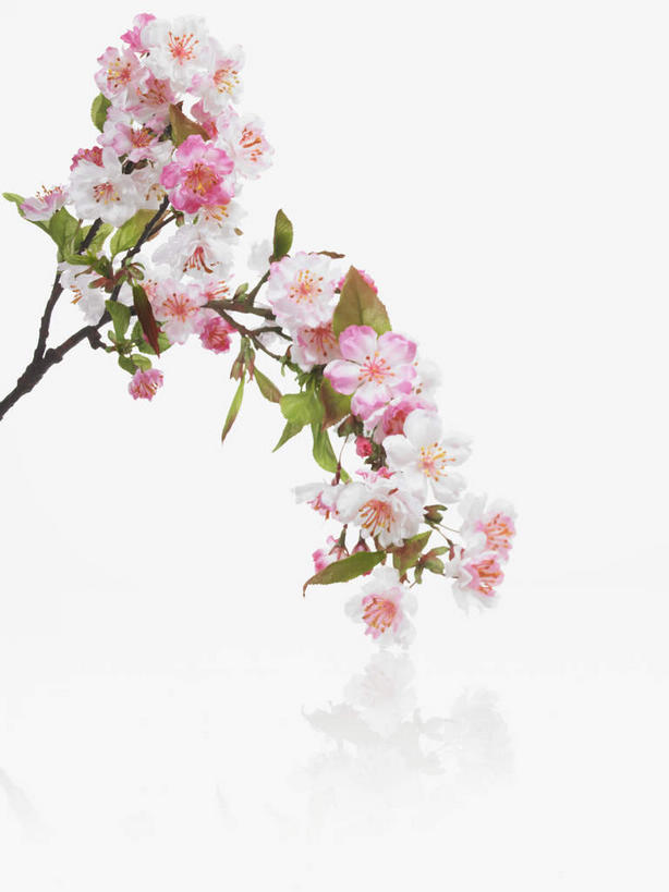 无人,竖图,室内,特写,白天,白色背景,正面,植物,阴影,美白,盛开,反射,影子,枝条,花蕾,花,花瓣,花朵,鲜花,树,树木,树枝,粉色,花苞,花蕊,清热,摄影,影棚,清香,苹果花,陷阱,解毒,明目,虬枝,枝杈,彩图,影棚拍摄,拍摄