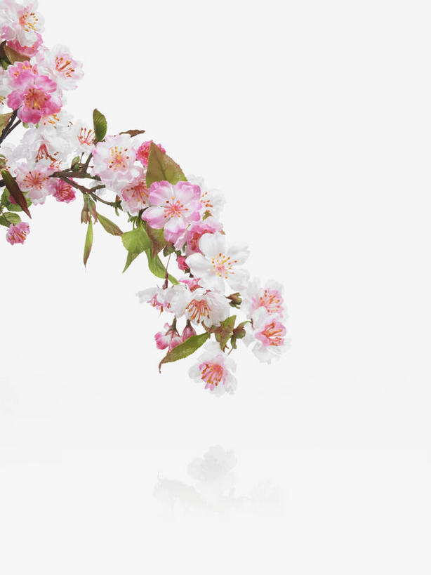 无人,竖图,室内,特写,白天,白色背景,正面,植物,阴影,美白,盛开,反射,影子,枝条,花蕾,花,花瓣,花朵,鲜花,树,树木,树枝,粉色,花苞,花蕊,清热,摄影,影棚,清香,苹果花,陷阱,解毒,明目,虬枝,枝杈,彩图,影棚拍摄,拍摄