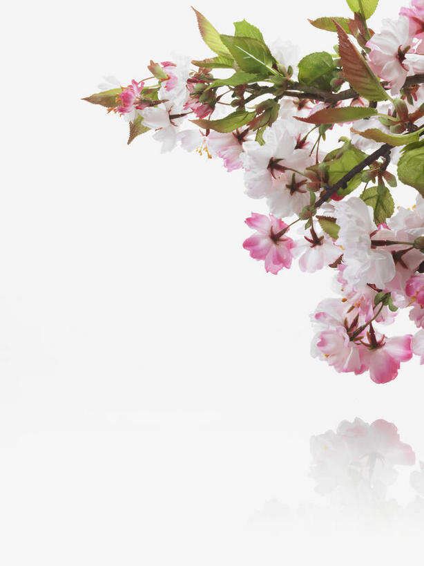 无人,竖图,室内,特写,白天,白色背景,正面,植物,阴影,美白,盛开,反射,影子,枝条,花蕾,花,花瓣,花朵,鲜花,树,树木,树枝,粉色,花苞,花蕊,清热,摄影,影棚,清香,苹果花,陷阱,解毒,明目,虬枝,枝杈,彩图,影棚拍摄,拍摄