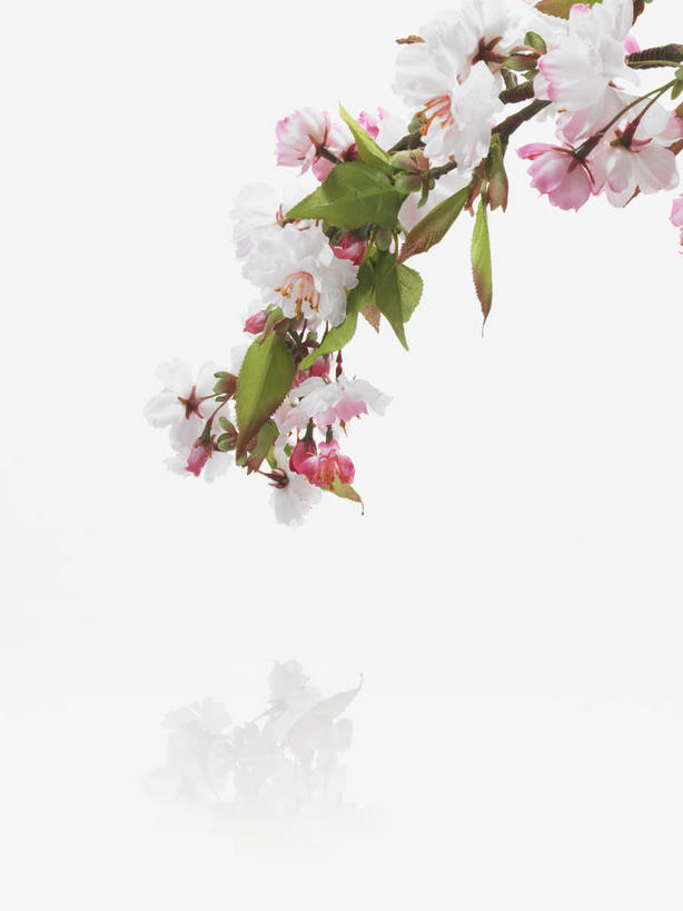 无人,竖图,室内,特写,白天,白色背景,正面,植物,阴影,美白,盛开,反射,影子,枝条,花蕾,花,花瓣,花朵,鲜花,树,树木,树枝,粉色,花苞,花蕊,清热,摄影,影棚,清香,苹果花,陷阱,解毒,明目,虬枝,枝杈,彩图,影棚拍摄,拍摄