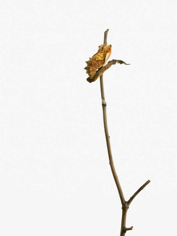 无人,竖图,室内,特写,白天,白色背景,正面,植物,阴影,反射,昆虫,影子,枝条,树,树木,树枝,一只,动物,摄影,毛毛虫,影棚,害虫,虬枝,枝杈,毛虫,彩图,全身,影棚拍摄,拍摄