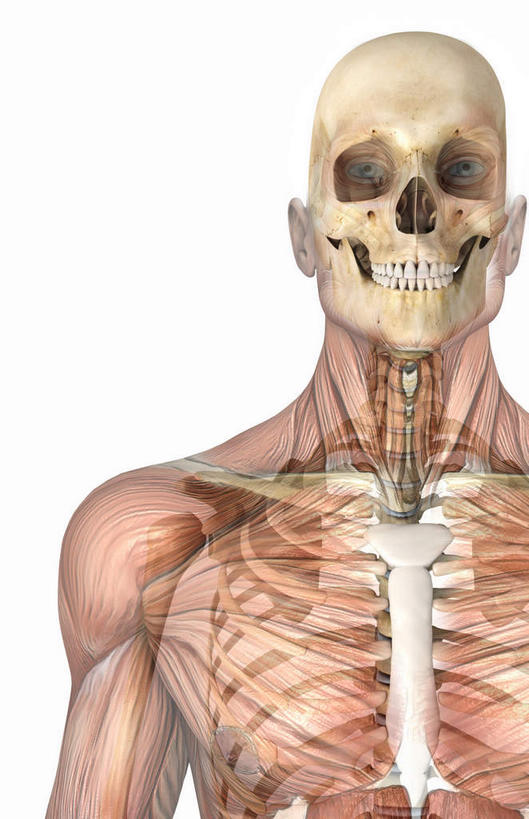 颅骨,锁骨,脊髓,动脉,静脉,骨骼,胸骨,肋骨,骨盆,关节,无人,竖图,插画,室内,特写,白天,白色背景,正面,数码,科技,静物,阴影,网络,医学,骨头,高光,几何,计算机图形,合成,图画,裸露,画,模型,人体,赤裸,电脑合成图,数码合成图,骨架,生物学,裸,漫画,生理学,写实,具体,具象,尺骨,颈椎,软肋骨,腕骨,尾骨,下颚骨,腰骨,掌骨,趾骨,脊柱,头盖骨,半身,彩图