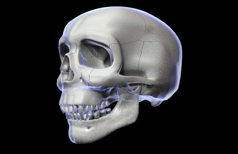 牙齿,颅骨,动脉,静脉,骨骼,无人,横图,插画,x光片,室内,特写,白天,正面,数码,科技,静物,阴影,黑色背景,辐射,科学,网络,医学,骨头,高光,几何,计算机图形,合成,图画,画,模型,人体,电脑合成图,数码合成图,骨架,医疗,生物学,科学技术,x射线,x光,漫画,生理学,写实,具体,具象,鼻骨,顶骨,额骨,颞骨,下颚骨,头盖骨,齿,牙,半身,彩图,电磁波,电磁辐射