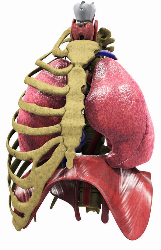 内脏,肺,肝脏,动脉,静脉,骨骼,胸骨,肋骨,无人,竖图,插画,室内,白天,白色背景,正面,数码,科技,静物,阴影,网络,医学,骨头,高光,几何,计算机图形,合成,图画,画,红色,模型,人体,电脑合成图,数码合成图,骨架,生物学,人体器官,胸腔,器官,漫画,呼吸道,生理学,写实,具体,具象,呼吸系统,肺部,肺脏,肝,彩图