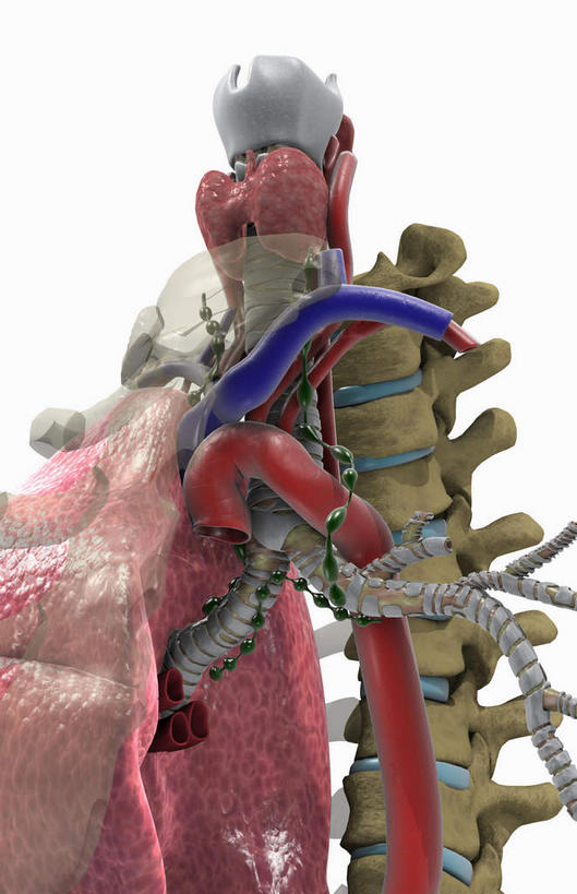 内脏,肺,脊髓,动脉,静脉,骨骼,胸骨,肋骨,无人,竖图,插画,室内,白天,白色背景,正面,数码,科技,静物,阴影,网络,医学,骨头,高光,几何,计算机图形,合成,图画,画,红色,模型,人体,呼吸管,电脑合成图,数码合成图,骨架,生物学,人体器官,器官,漫画,支气管,生理学,写实,具体,具象,淋巴结,呼吸系统,淋巴系统,肺部,肺脏,脊柱,彩图