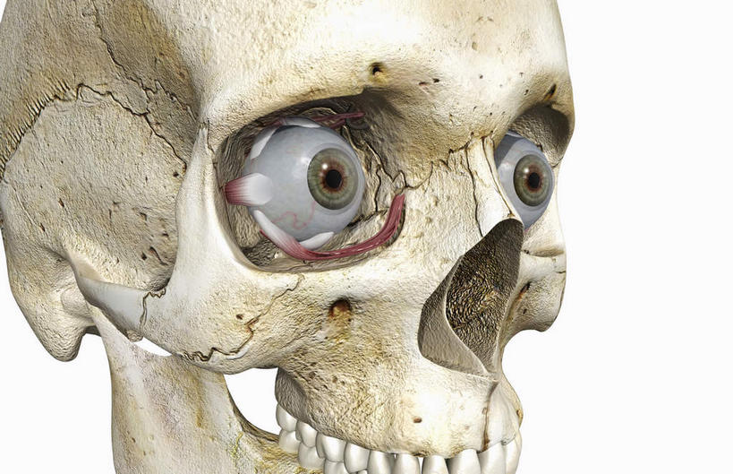 眼睛,牙齿,颅骨,动脉,静脉,骨骼,无人,横图,插画,室内,特写,白天,白色背景,正面,数码,科技,静物,瞳孔,阴影,网络,医学,骨头,高光,几何,计算机图形,合成,图画,注视,画,模型,观察,看,人体,眼部,观看,电脑合成图,数码合成图,骨架,察看,生物学,眼球,关注,漫画,生理学,写实,具体,具象,顶骨,颌骨,头盖骨,齿,牙,眼,半身,彩图