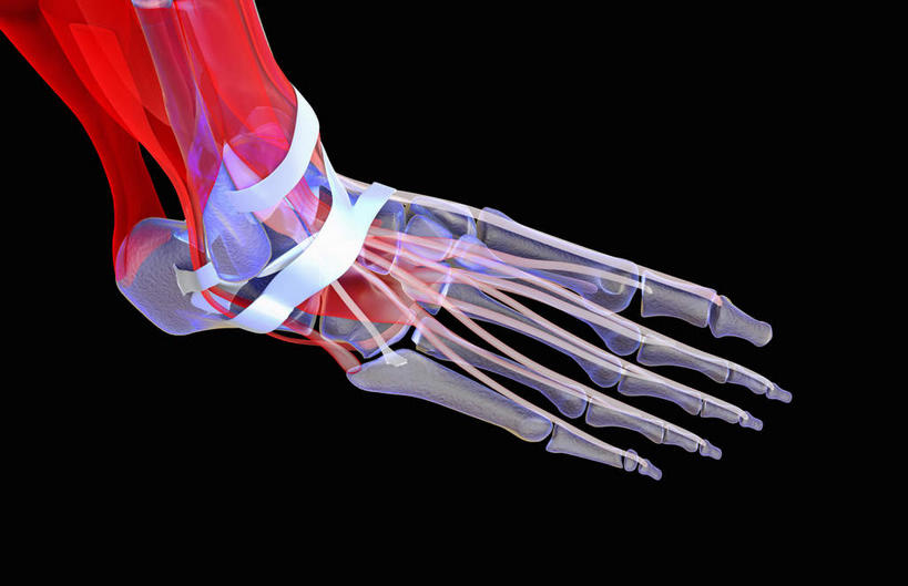 动脉,静脉,骨骼,关节,无人,横图,插画,x光片,室内,特写,白天,正面,数码,科技,静物,阴影,黑色背景,辐射,科学,网络,医学,骨头,高光,几何,计算机图形,合成,图画,画,红色,模型,人体,电脑合成图,数码合成图,骨架,医疗,生物学,科学技术,x射线,x光,韧带,漫画,生理学,写实,具体,具象,腓骨,跗骨,胫骨,趾骨,半身,彩图,电磁波,电磁辐射