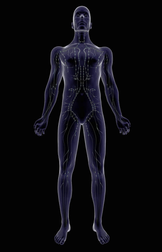 动脉,静脉,骨骼,无人,站,竖图,插画,x光片,室内,特写,白天,正面,数码,科技,静物,阴影,黑色背景,辐射,科学,网络,医学,骨头,高光,几何,计算机图形,合成,图画,画,模型,站着,人体,电脑合成图,数码合成图,骨架,医疗,生物学,科学技术,x射线,x光,漫画,生理学,写实,具体,具象,淋巴结,淋巴系统,站立,彩图,全身,电磁波,电磁辐射