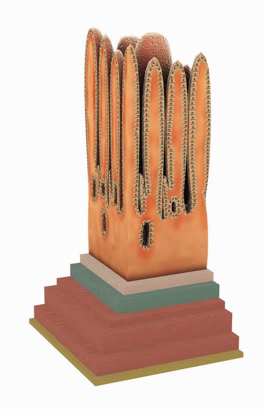 腹部,内脏,胃,动脉,静脉,无人,竖图,插画,室内,白天,白色背景,正面,数码,科技,静物,阴影,网络,医学,高光,几何,计算机图形,合成,图画,画,红色,模型,人体,电脑合成图,数码合成图,生物学,人体器官,器官,漫画,生理学,写实,具体,具象,肠道,胃部,彩图,消化系统