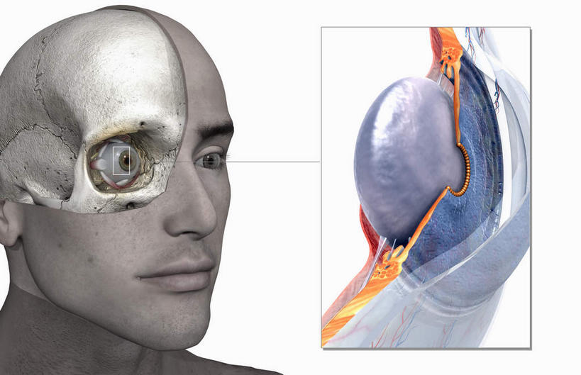 脸,眼睛,脸颊,虹膜,内脏,动脉,静脉,无人,笑,微笑,横图,插画,室内,白天,白色背景,正面,数码,科技,静物,瞳孔,阴影,网络,医学,高光,几何,计算机图形,合成,图画,注视,画,蓝色,模型,观察,看,人体,眼部,观看,电脑合成图,数码合成图,察看,生物学,视网膜,眼球,人体器官,器官,眼珠,关注,漫画,生理学,写实,具体,具象,角膜,脸部,脸蛋,面部,眼,半身,彩图