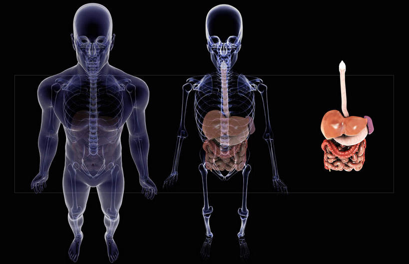 锁骨,肠,脊髓,动脉,静脉,骨骼,肋骨,十二指肠,无人,横图,俯视,插画,x光片,室内,特写,白天,数码,科技,静物,阴影,黑色背景,辐射,科学,网络,医学,骨头,高光,几何,计算机图形,合成,图画,画,模型,人体,电脑合成图,数码合成图,骨架,医疗,生物学,科学技术,x射线,x光,漫画,生理学,写实,具体,具象,软肋骨,胸椎,腰骨,大肠,脊柱,盲肠,小肠,直肠,彩图,高角度拍摄,全身,电磁波,电磁辐射
