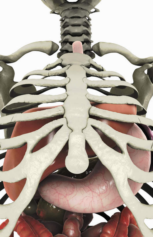 锁骨,肩胛骨,肠,脊髓,动脉,静脉,骨骼,胸骨,肋骨,十二指肠,无人,竖图,插画,室内,特写,白天,白色背景,正面,数码,科技,静物,阴影,网络,医学,骨头,高光,几何,计算机图形,合成,图画,画,模型,人体,电脑合成图,数码合成图,骨架,生物学,漫画,生理学,写实,具体,具象,软肋骨,胸椎,腰骨,大肠,脊柱,盲肠,小肠,直肠,彩图