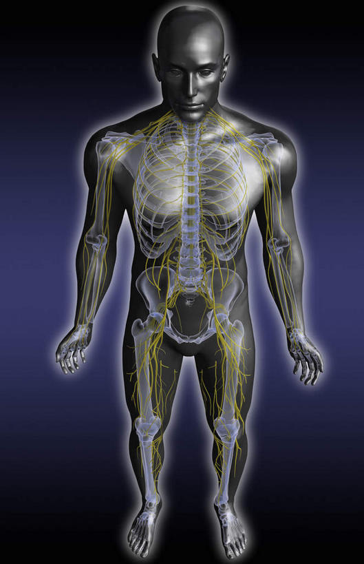 脊髓,动脉,静脉,骨骼,胸骨,肋骨,骨盆,无人,站,竖图,俯视,插画,x光片,室内,特写,白天,数码,科技,静物,阴影,黑色背景,辐射,科学,网络,医学,骨头,高光,几何,计算机图形,合成,图画,裸露,画,模型,站着,人体,赤裸,电脑合成图,数码合成图,骨架,医疗,生物学,科学技术,x射线,裸,x光,漫画,生理学,写实,具体,具象,颈椎,软肋骨,腰骨,脊柱,站立,彩图,高角度拍摄,全身,电磁波,电磁辐射